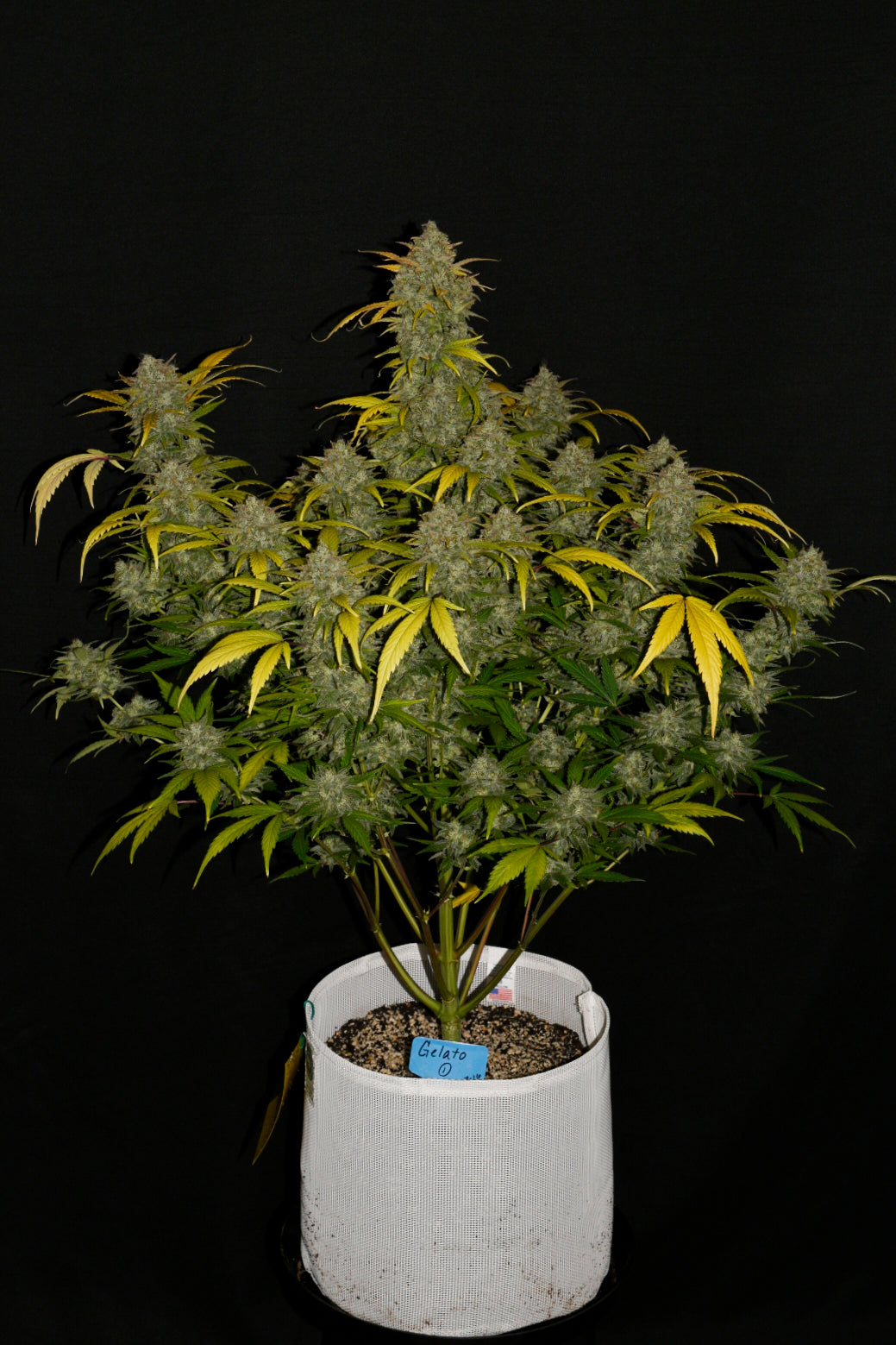 FastBuds Gelato (Auto) 3 Stück