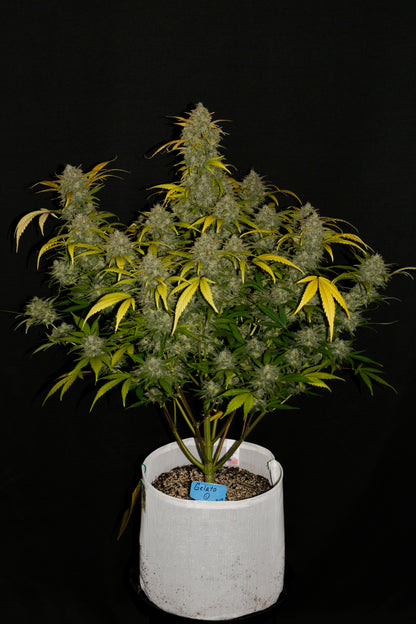 FastBuds Gelato (Auto) 3 Stück