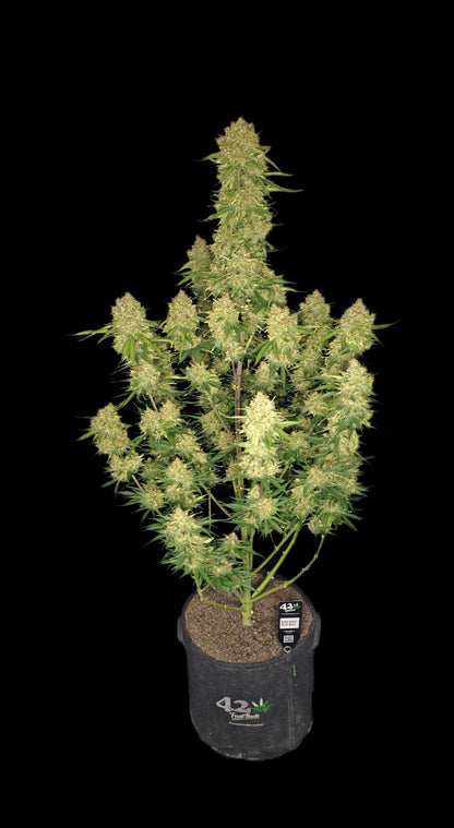 FastBuds Guava (Automatik) 5 Stück