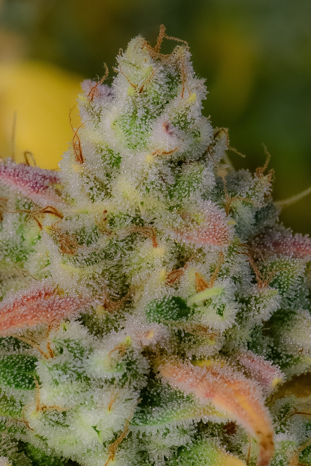 FastBuds Gelato (Auto) 3 Stück