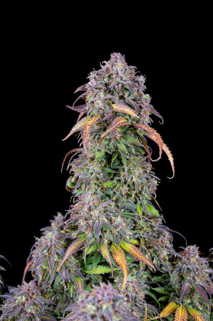 FastBuds Blueberry (Auto) 3 Stück