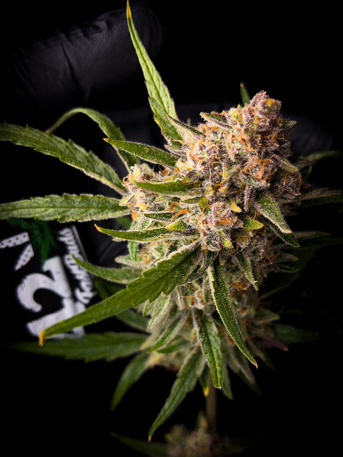 FastBuds Guava (Automatik) 5 Stück