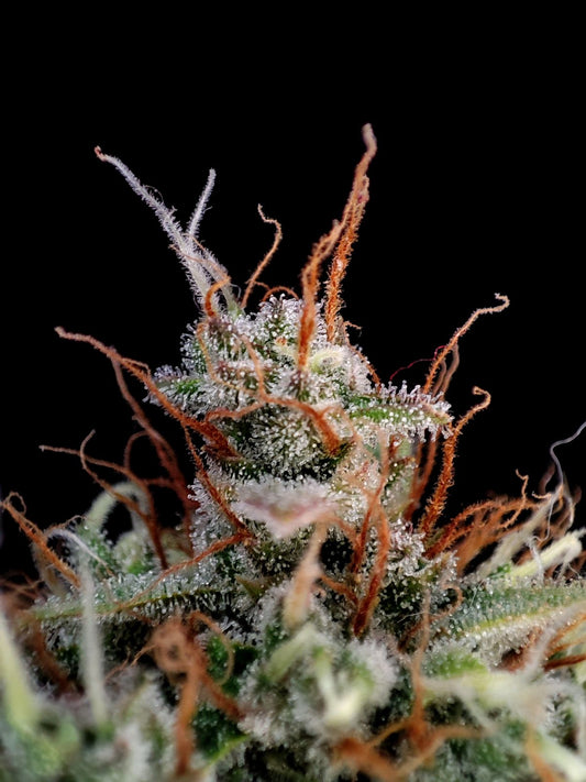 FastBuds Guava (Automatik) 5 Stück
