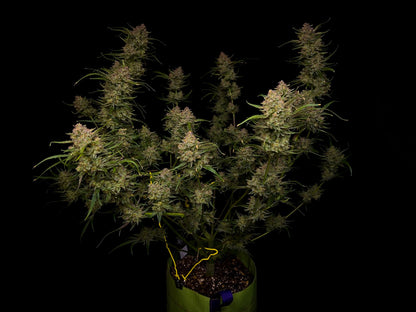 FastBuds Guava (Automatik) 5 Stück