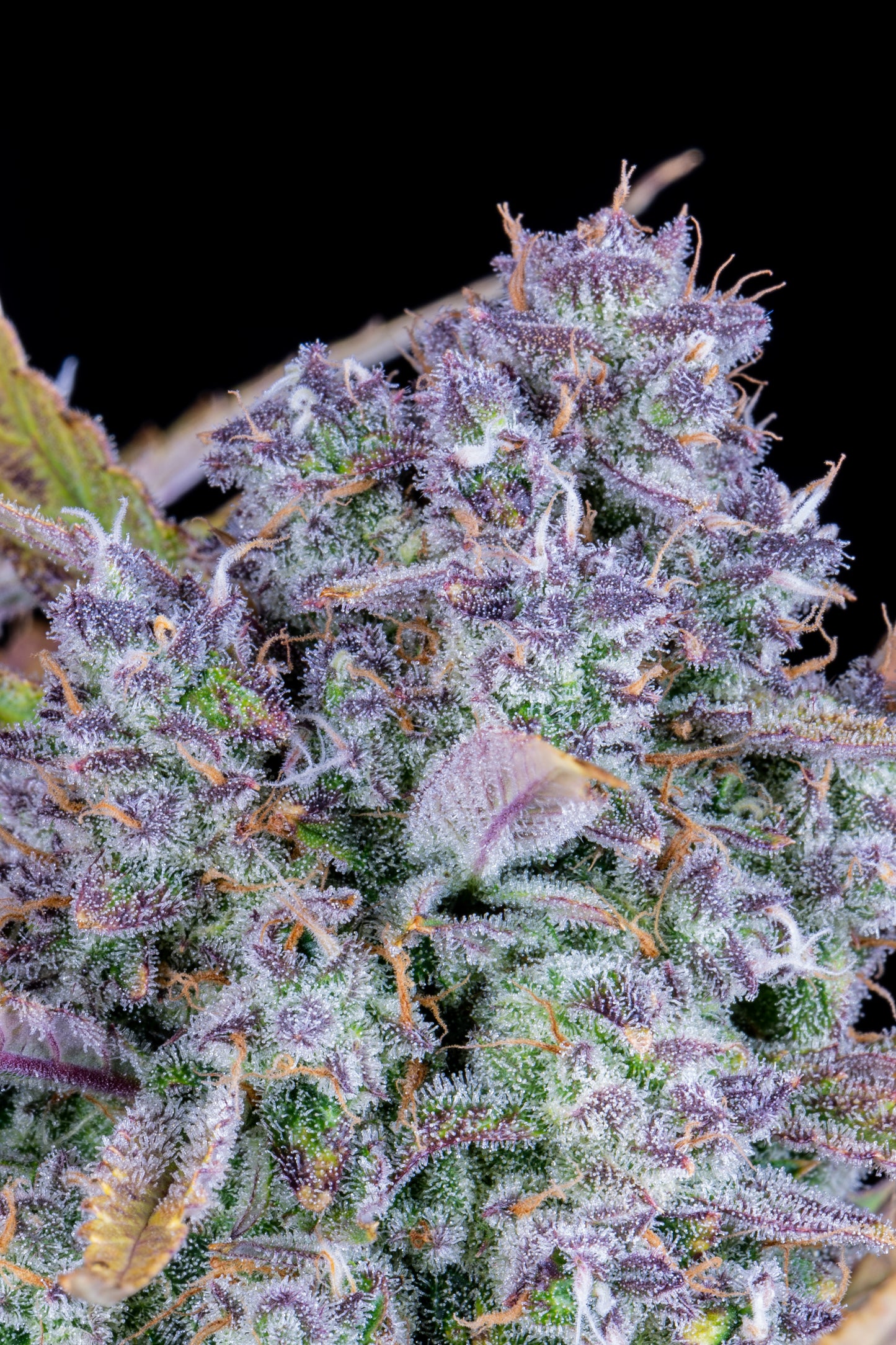 FastBuds Tropicana Cookies (Auto) 3 Stück