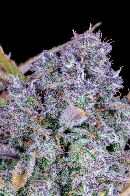 FastBuds Tropicana Cookies (Auto) 3 Stück