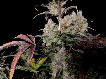 FastBuds Gorilla Z (Auto) 3 Stück