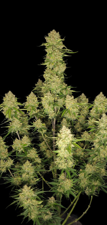 FastBuds Guava (Automatik) 5 Stück