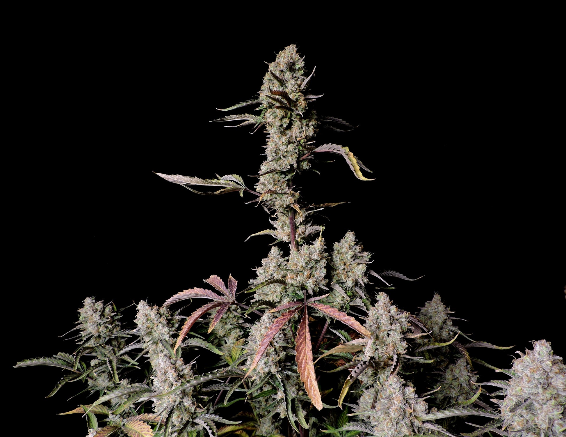 FastBuds Gorilla Z (Auto) 3 Stück