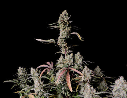 FastBuds Gorilla Z (Auto) 3 Stück