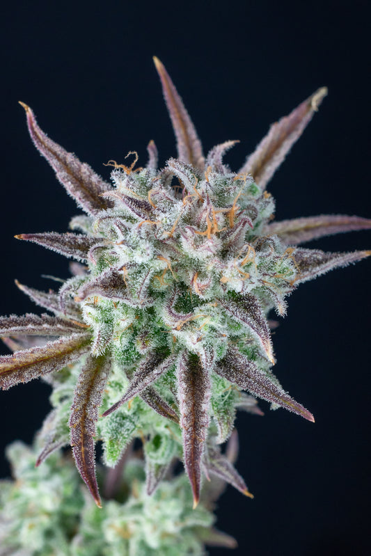FastBuds Strawberry Banana (Auto) 3 Stück
