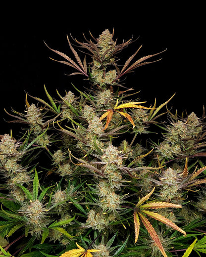 FastBuds Apple Strudel (Auto) 3 Stück