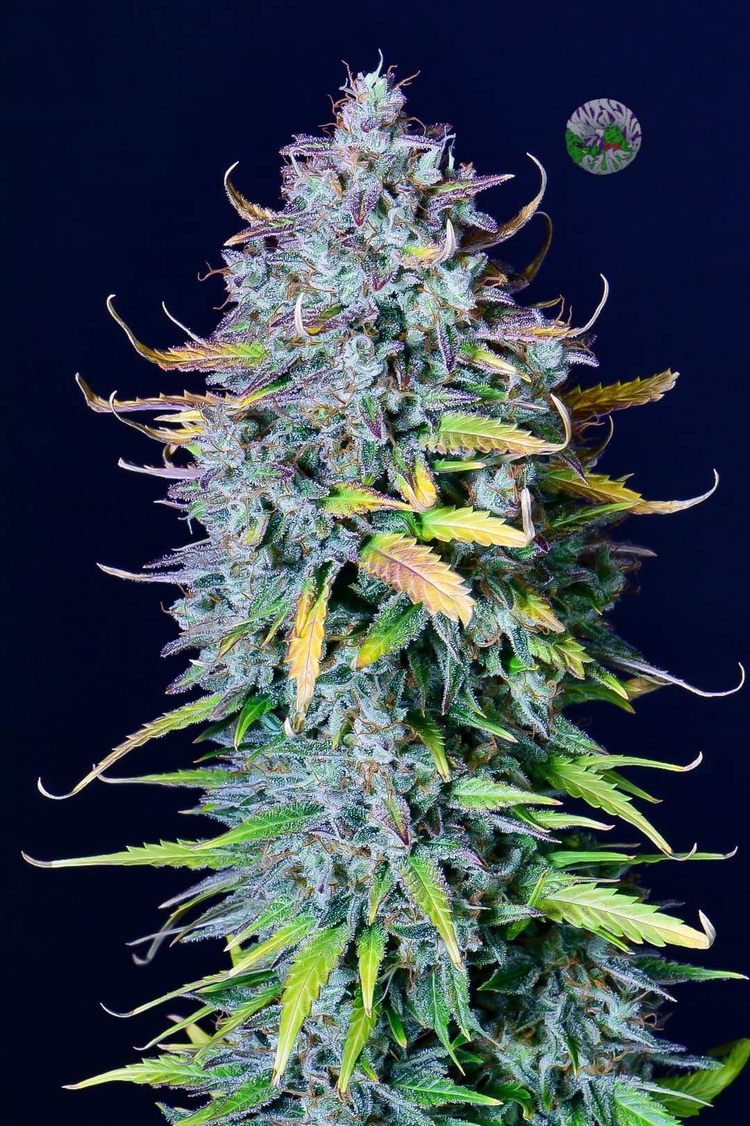 FastBuds Pineapple Express (Auto) 3 Stück