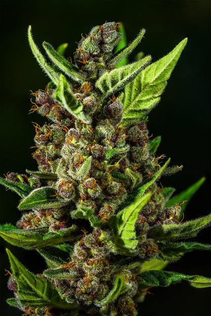 FastBuds Tropicana Cookies (Auto) 3 Stück