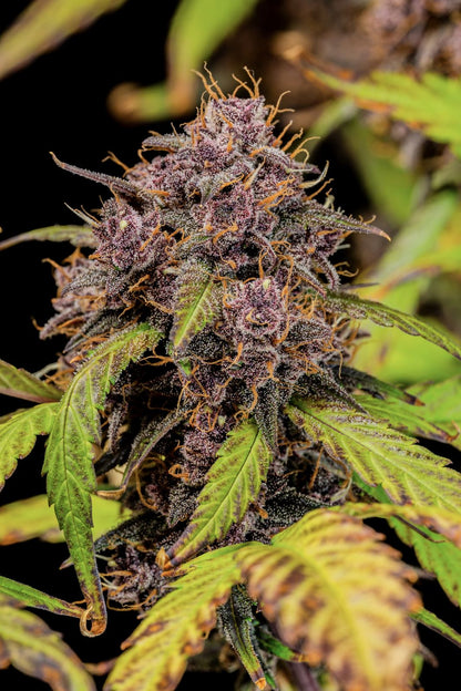 FastBuds Lemon Cherry Cookies (Auto) 3 Stück