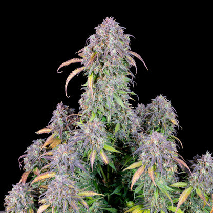 FastBuds Blueberry (Auto) 3 Stück