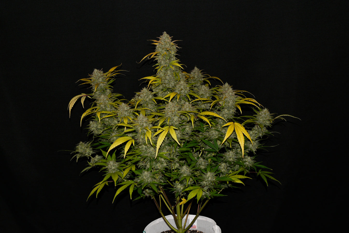 FastBuds Gelato (Auto) 3 Stück