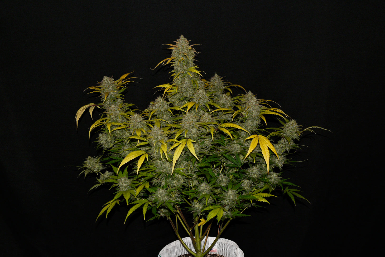 FastBuds Gelato (Auto) 3 Stück