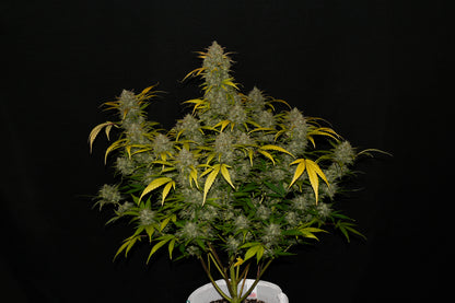 FastBuds Gelato (Auto) 3 Stück