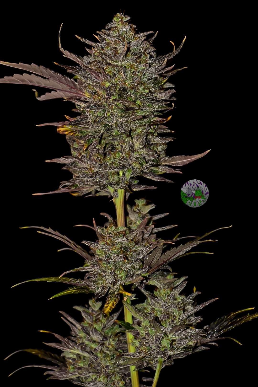 FastBuds Mexican Airlines (Auto) 3 Stück