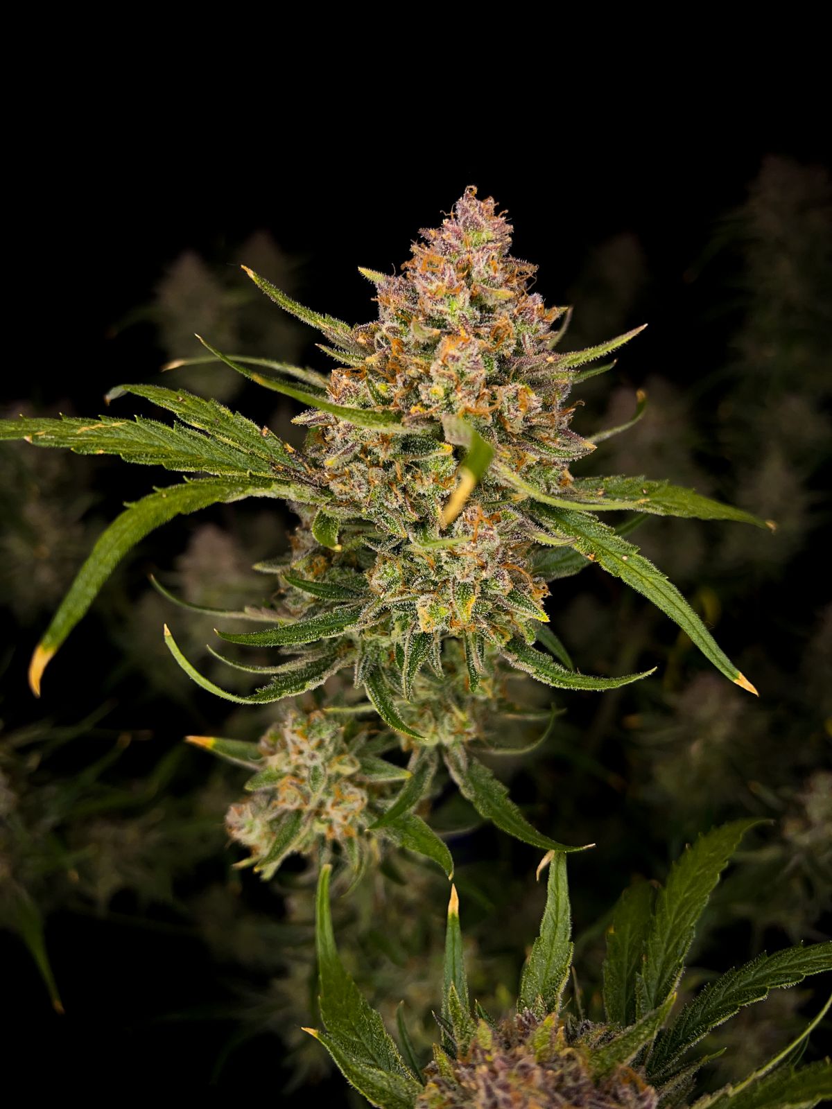 FastBuds Guava (Automatik) 5 Stück