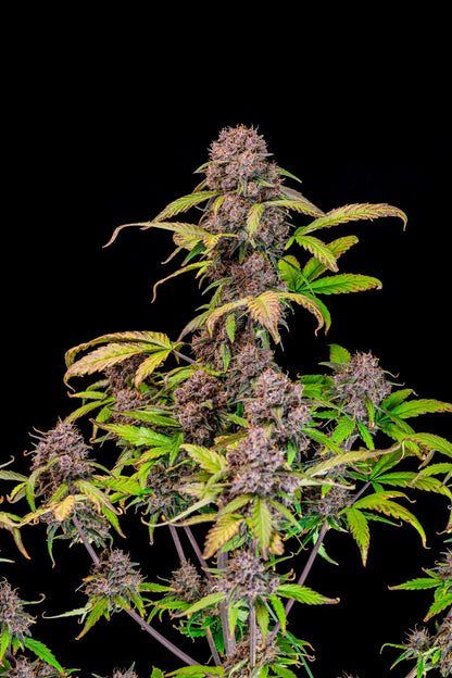 FastBuds Lemon Cherry Cookies (Auto) 3 Stück