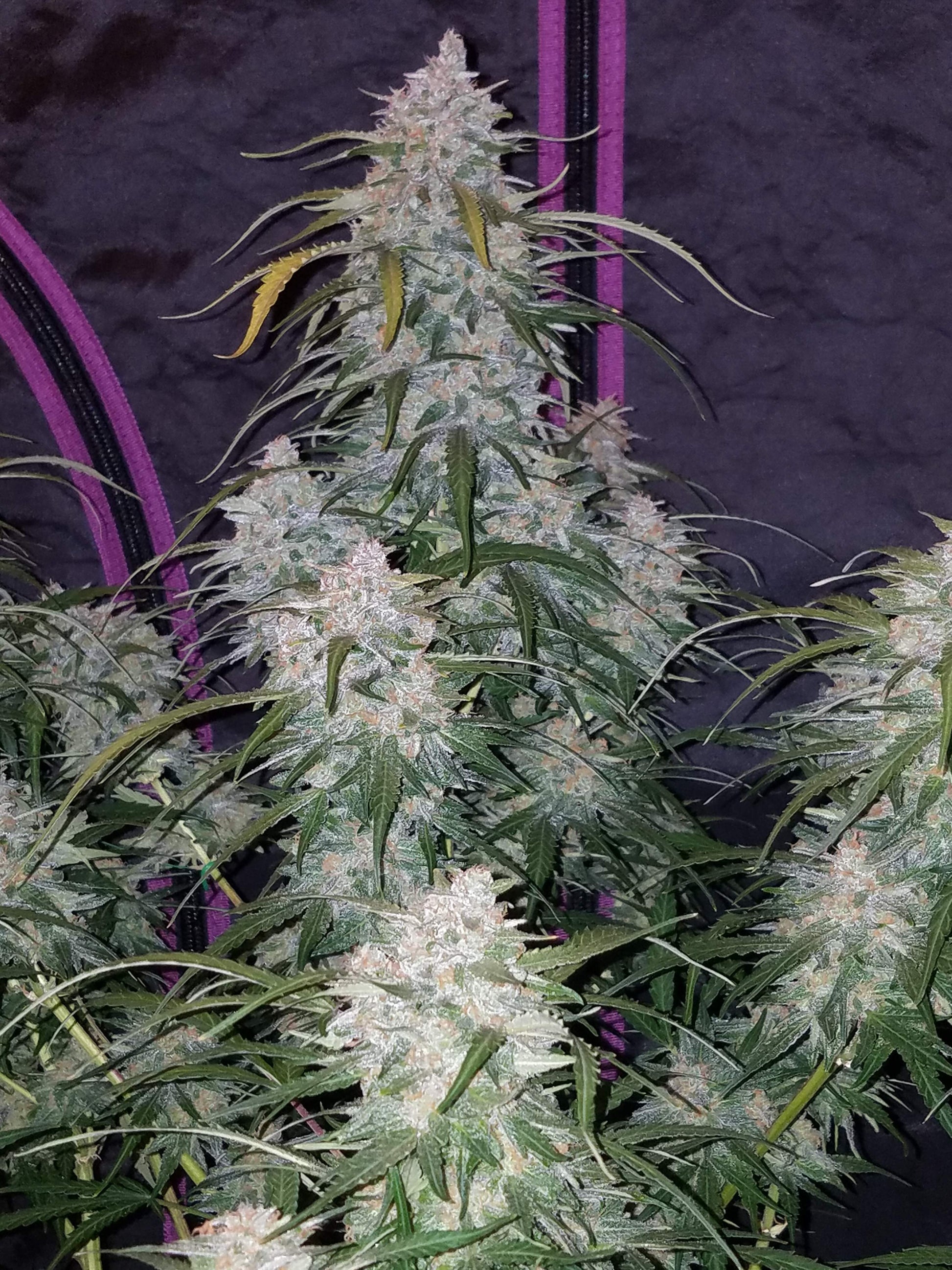 FastBuds Pineapple Express (Auto) 3 Stück