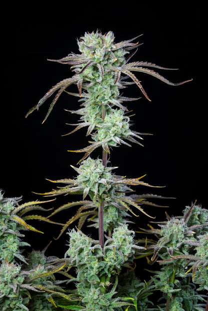FastBuds Strawberry Banana (Auto) 3 Stück
