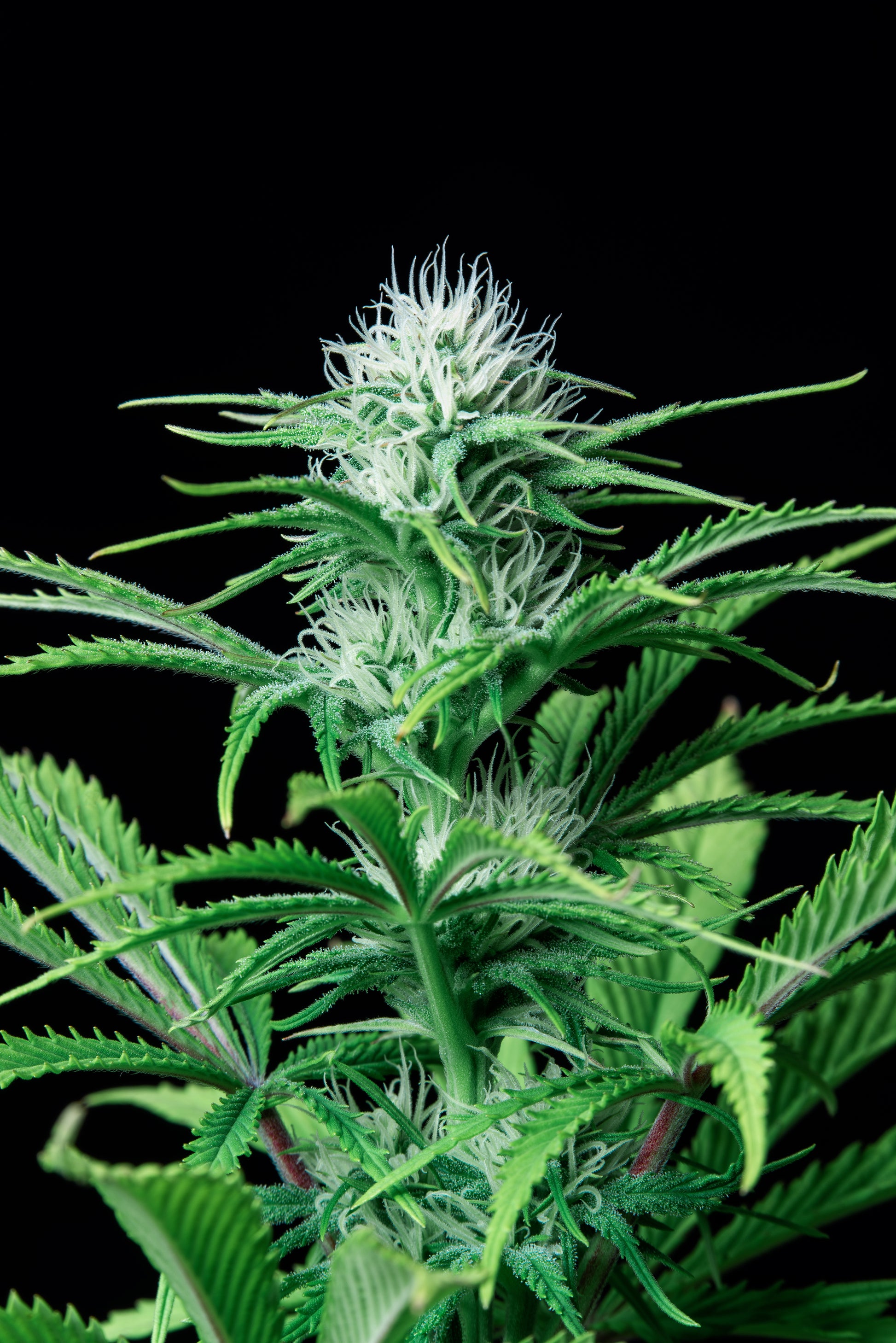 FastBuds Strawberry Banana (Auto) 3 Stück