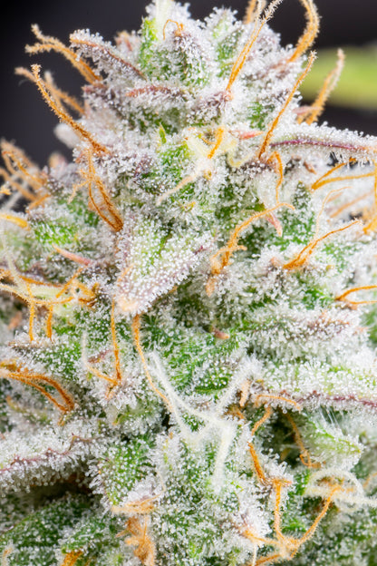 FastBuds Wedding Cheesecake (Auto) 3 Stück