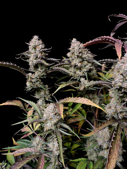 FastBuds Gorilla Z (Auto) 3 Stück