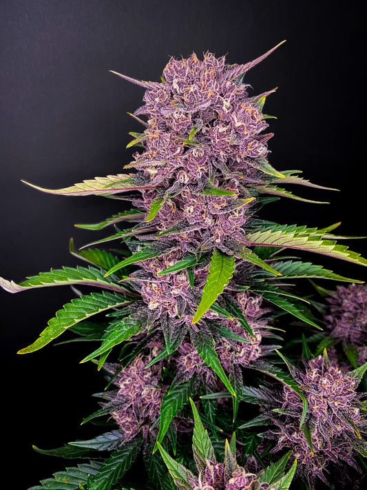 FastBuds Purple Lemonade (Auto) 3 Stück