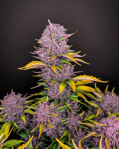 FastBuds Purple Lemonade (Auto) 3 Stück