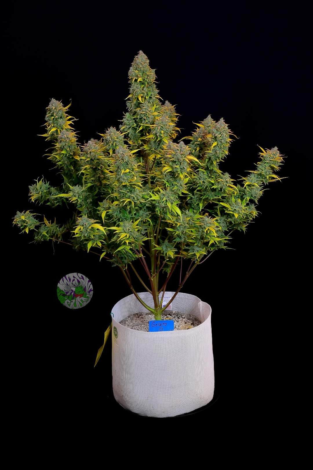 FastBuds Gelato (Auto) 3 Stück