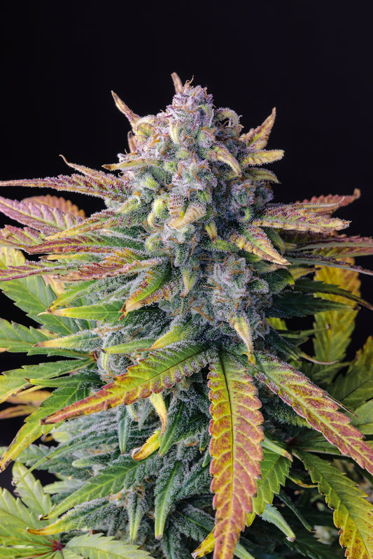FastBuds Tropicana Cookies (Auto) 3 Stück