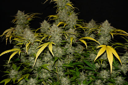 FastBuds Gelato (Auto) 3 Stück