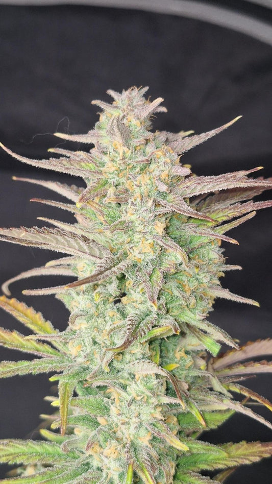FastBuds Z-Up (Auto) 3 Stück