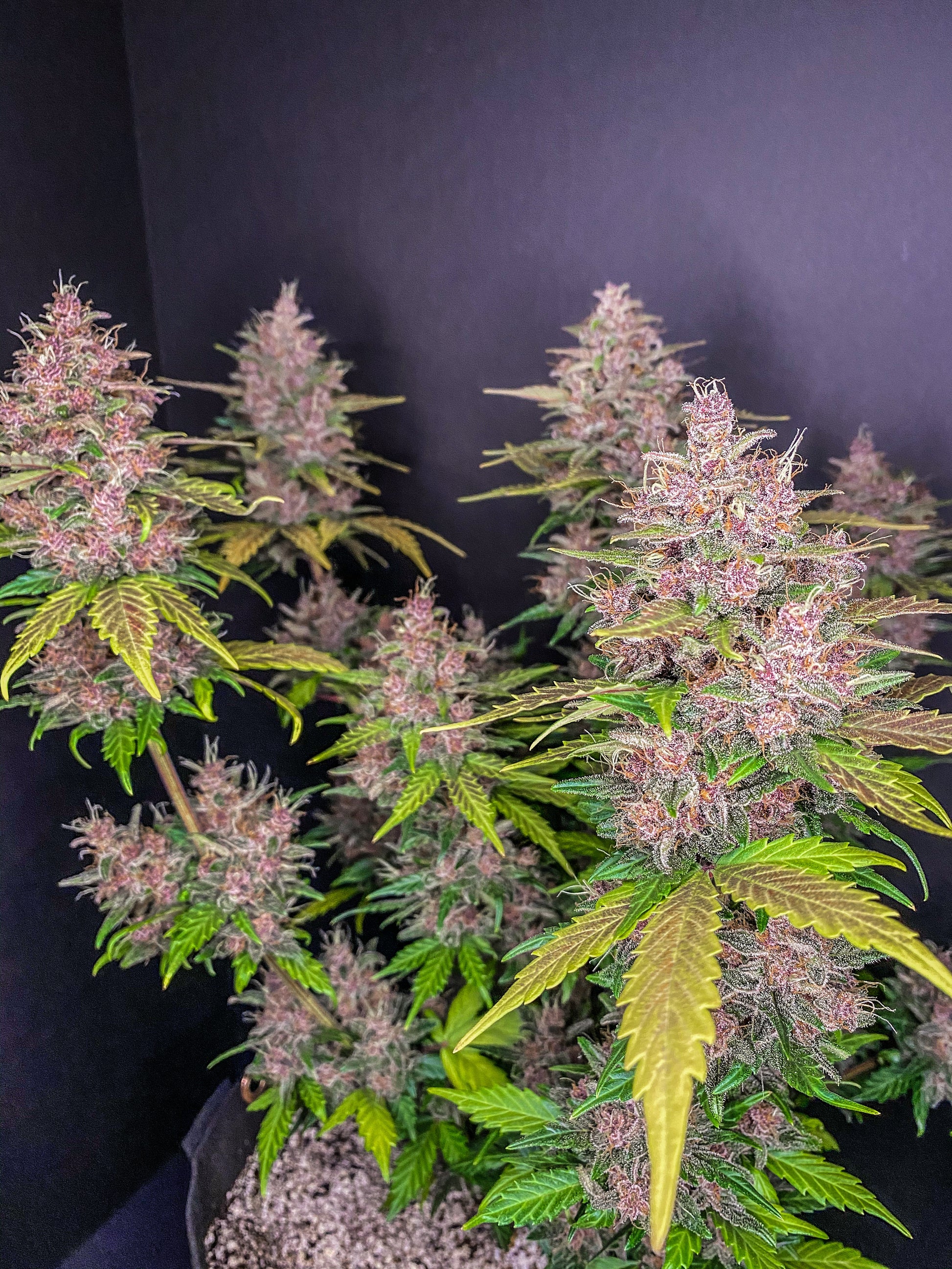 Fastbuds LSD-25 (Auto) 3 Stück