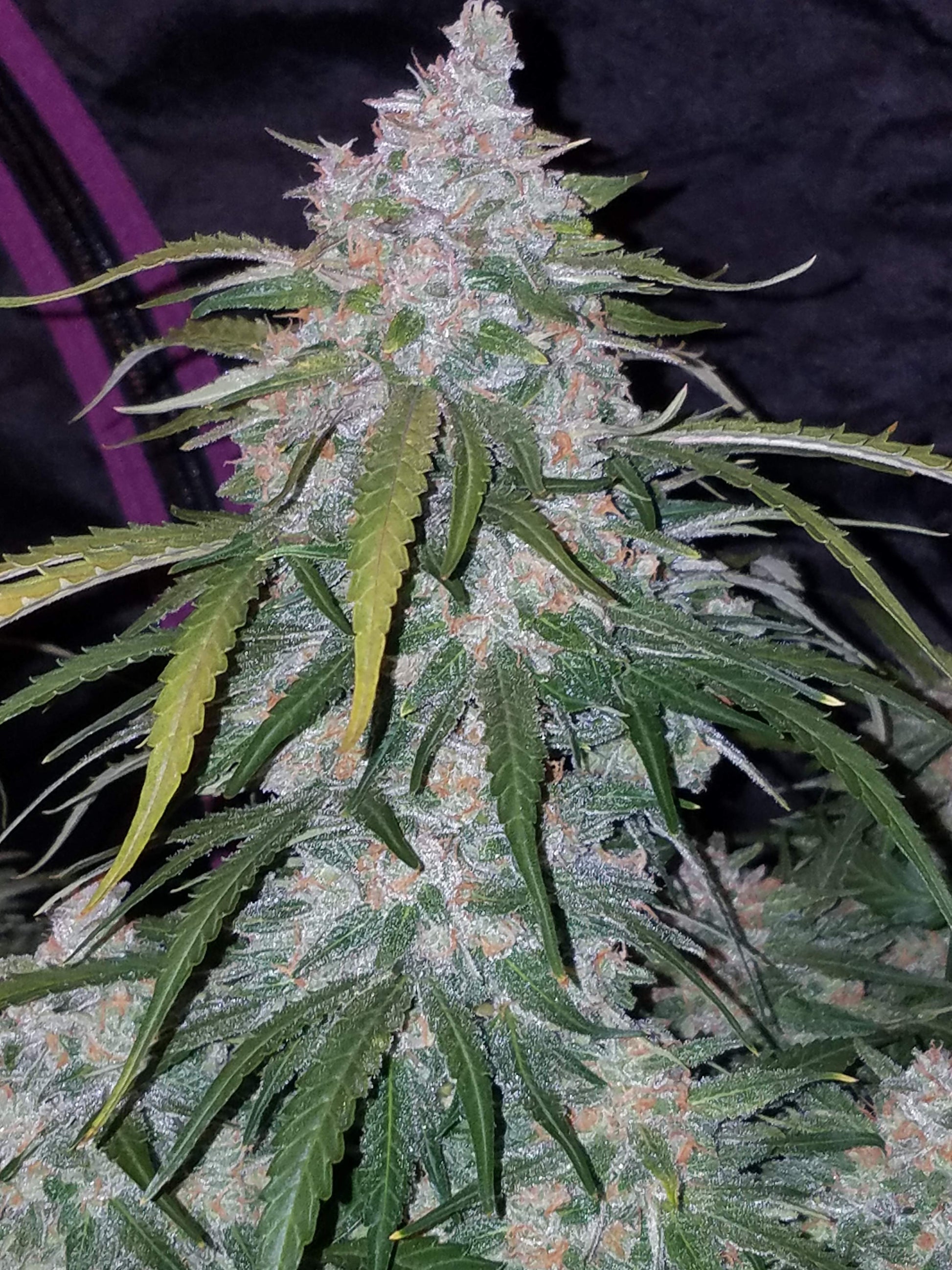 FastBuds Pineapple Express (Auto) 3 Stück