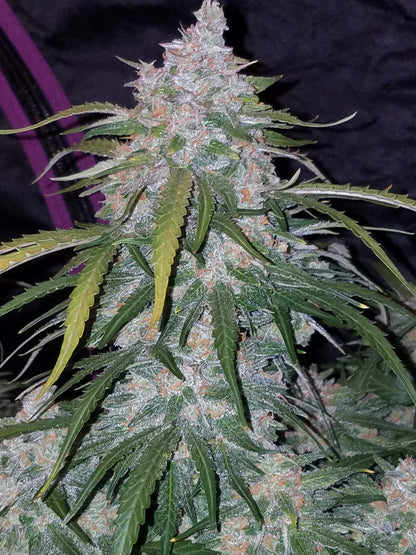 FastBuds Pineapple Express (Auto) 3 Stück