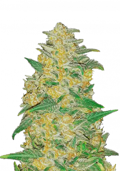 FastBuds AK (Auto) 3 Stück