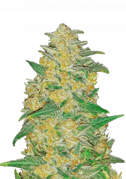 FastBuds AK (Auto) 3 Stück