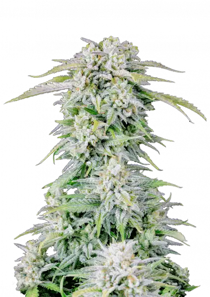 FastBuds Afghan Kush (Auto) 3 Stück