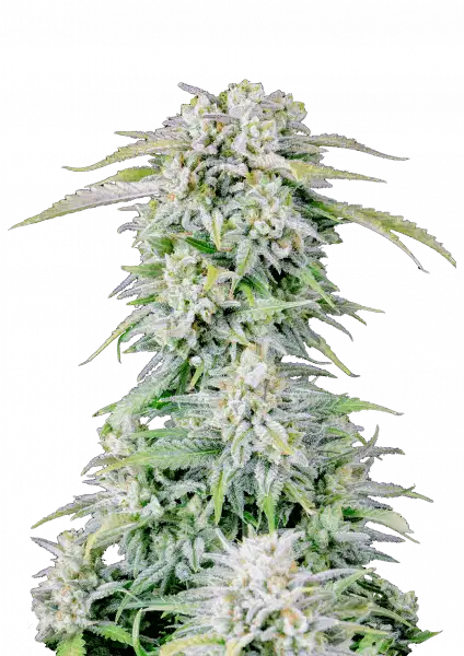 FastBuds Afghan Kush (Auto) 3 Stück