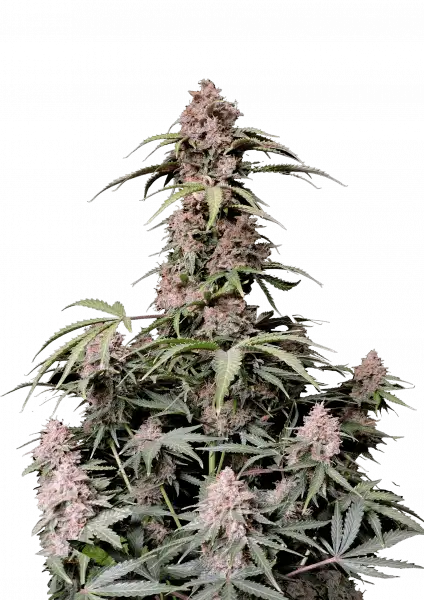 FastBuds Amnesia Z (Auto) 3 Stück