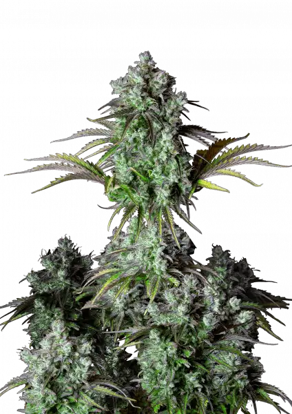 FastBuds Big Bud (Auto) 3 Stück