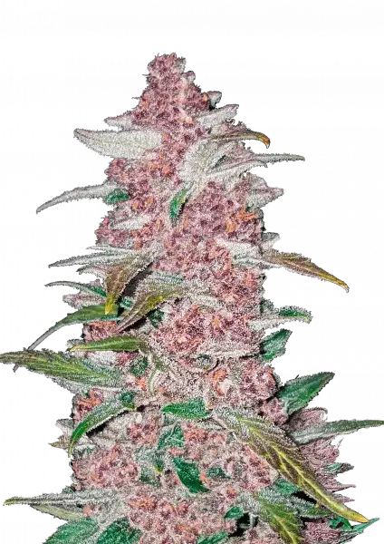 FastBuds Blackberry (Auto) 3 Stück