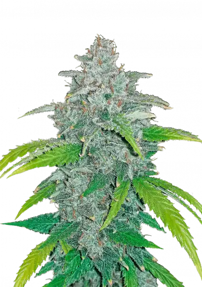 FastBuds Blue Dream (Auto) 3 Stück