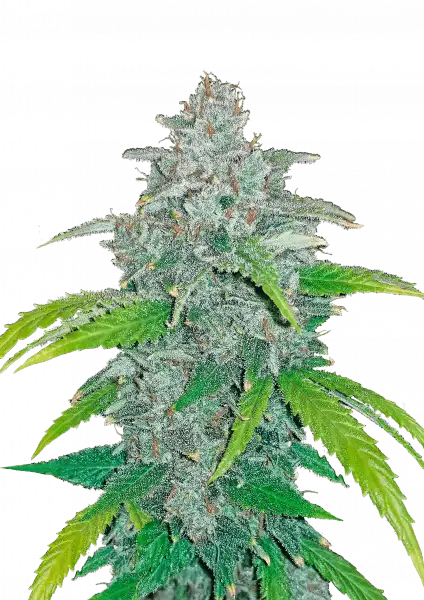 FastBuds Blue Dream (Auto) 3 Stück