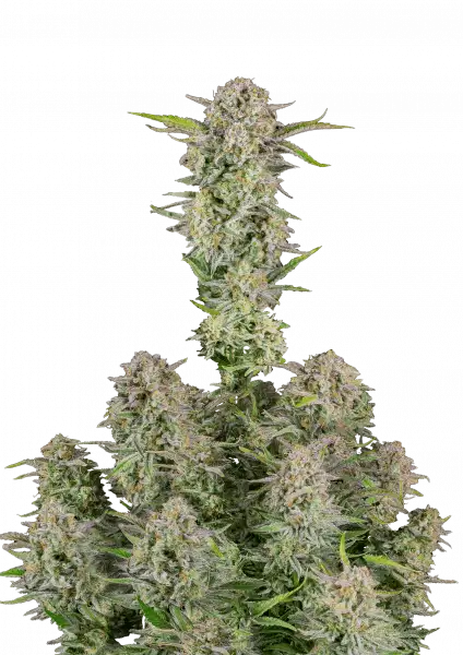 FastBuds Bruce Banner (Auto) 3 Stück